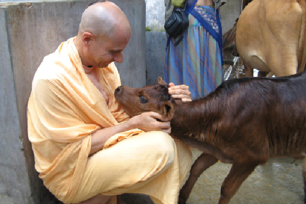 Cow In Hinduism 
