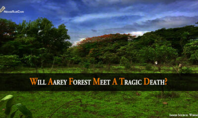 Will Aarey Forest Meet A Tragic Death?
