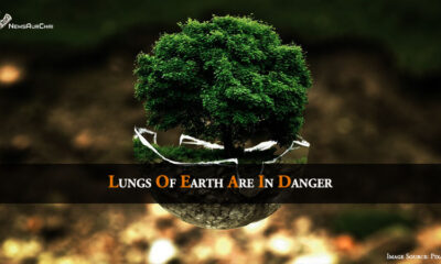 Lungs Of Earth Are In Danger