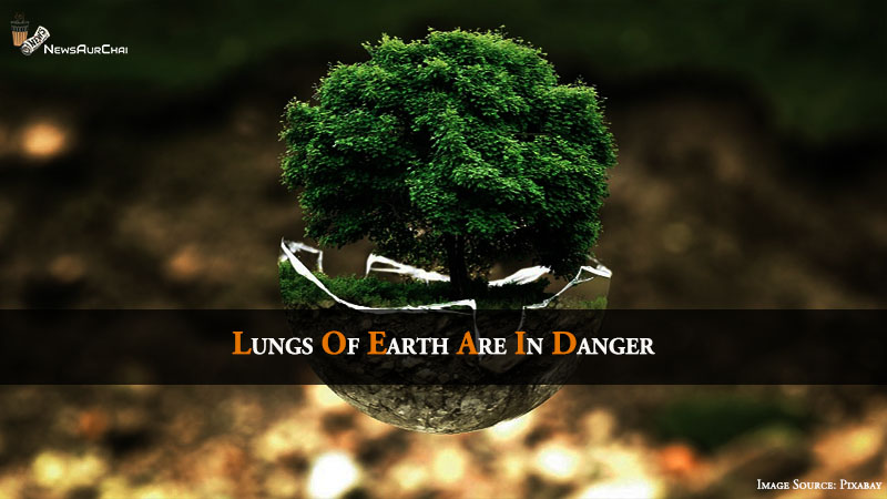 Lungs Of Earth Are In Danger
