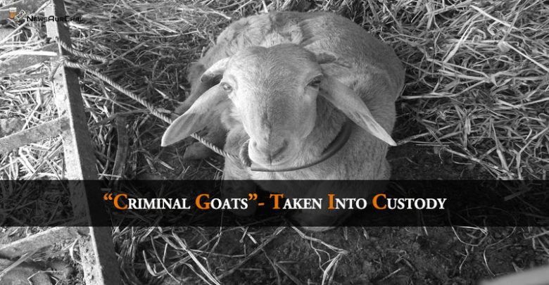 "Criminal Goats" - Taken Into Custody