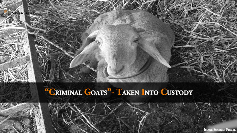 "Criminal Goats" - Taken Into Custody