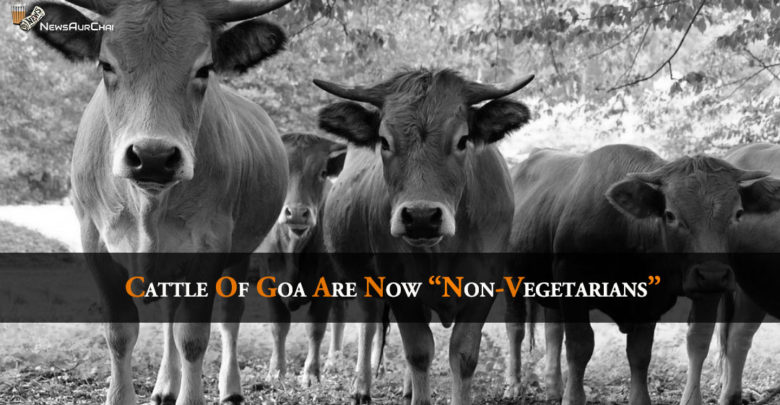 Cattles of Goa Are Now "Non-Vegetarians"