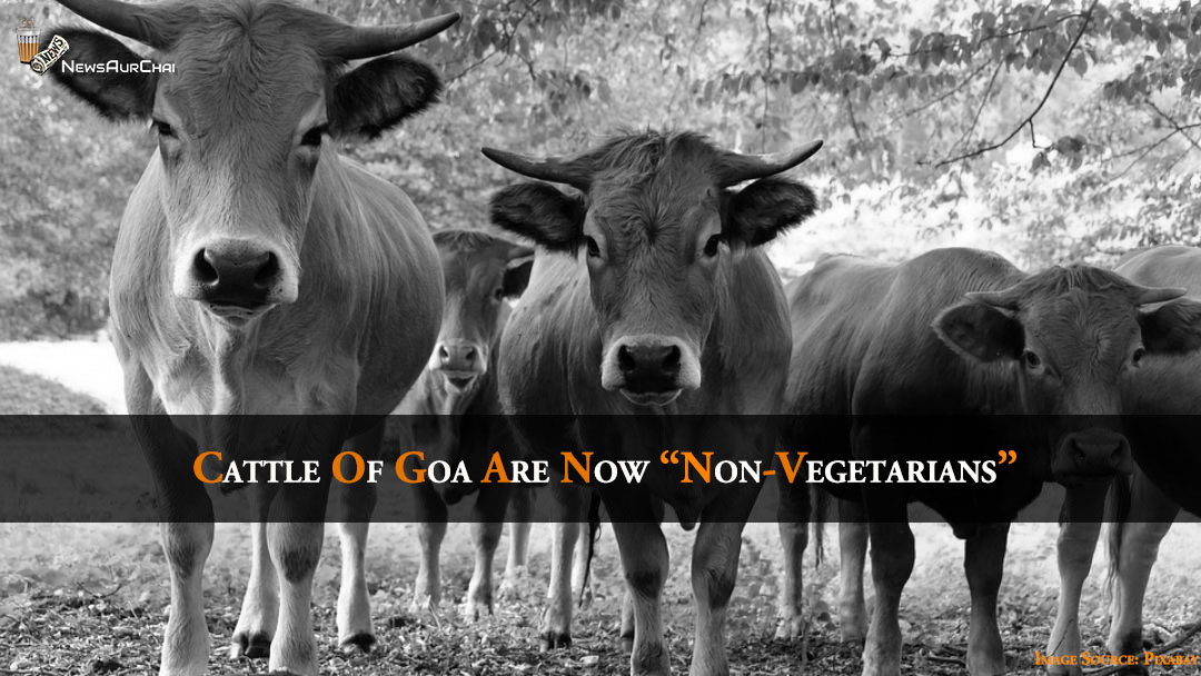Cattles of Goa Are Now "Non-Vegetarians"