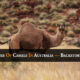 Mass Slaughter of Camels in Australia—Back-Story of Bushfire