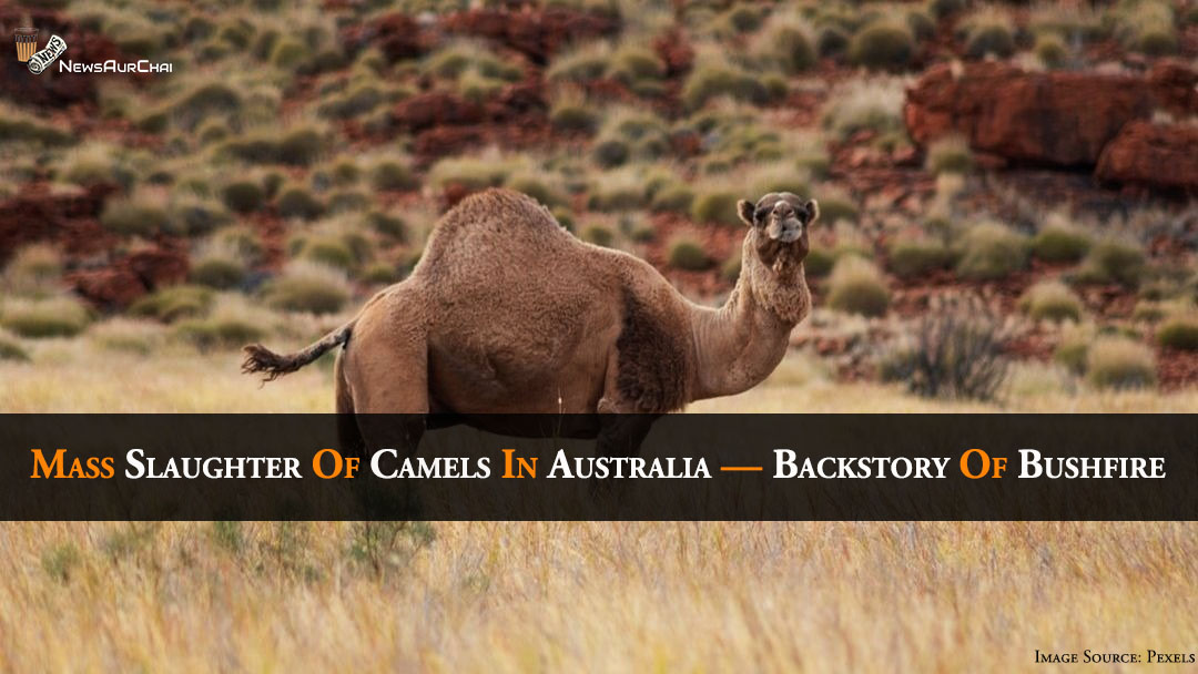 Mass Slaughter of Camels in Australia—Back-Story of Bushfire