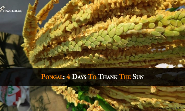 Pongal: 4 Days To Thank The Sun