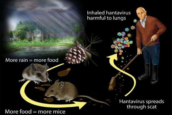 All You Want To Know About Hantavirus