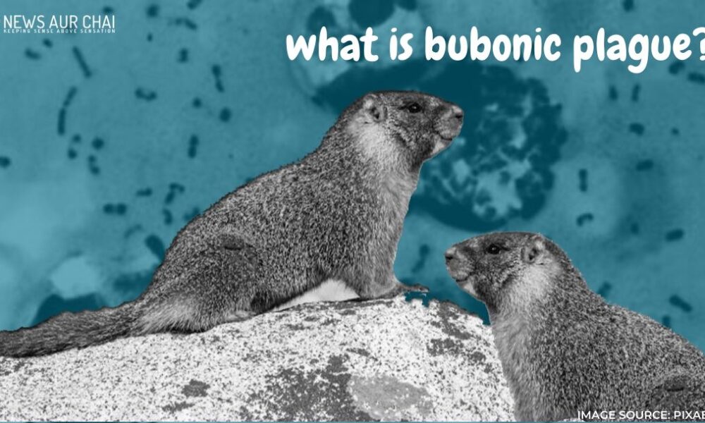 All about Bubonic plague