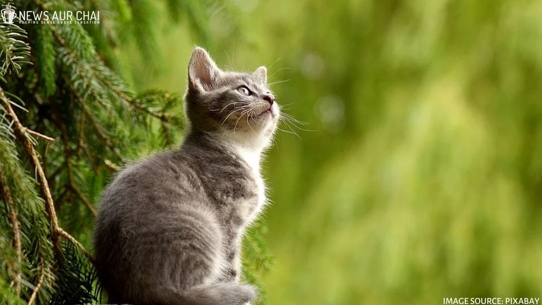 Here Are 10 Reasons Why Cats Are One's Best Pets