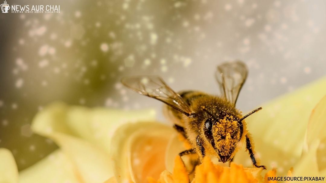Plan Bee: Why To Build Insect-Friendly Urban Areas?