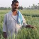 Revised Farmers Act: Boon or Bane For Farmers?