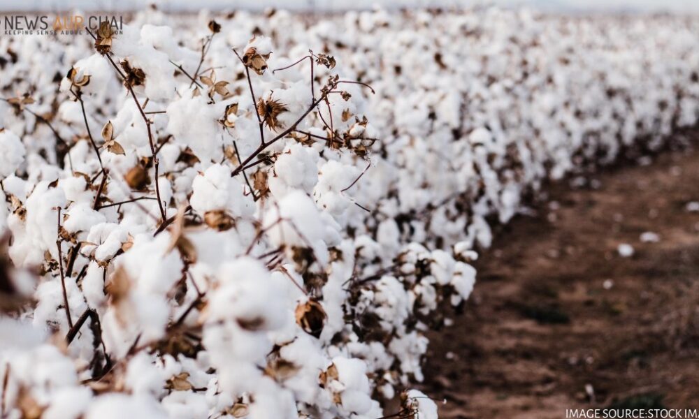 Genetically Modified Cotton: A Guide