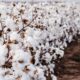 Genetically Modified Cotton: A Guide