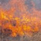 Bandhavgarh National Park Forest Fire II News Aur Chai