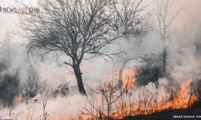 Europe Forest Fire II News Aur Chai