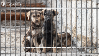 Dogs vs Supreme Court Of India | News Aur Chai
