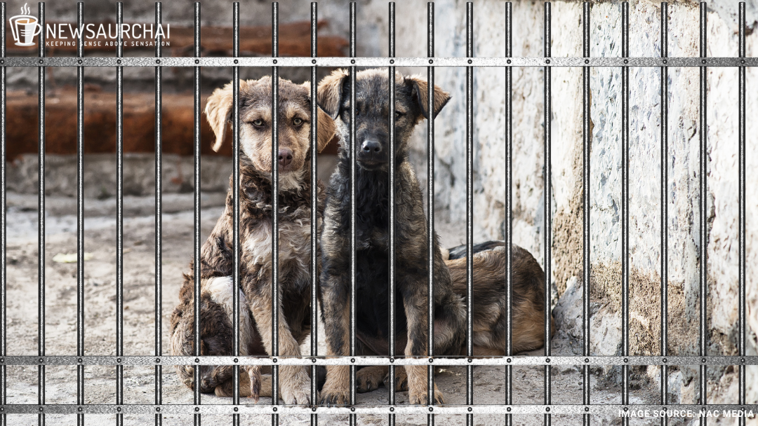 Dogs vs Supreme Court Of India | News Aur Chai